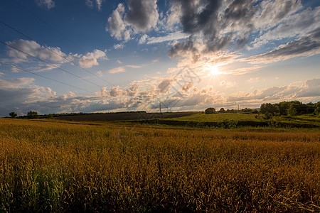 日落在田野上 有年轻的黄金小麦或满天云彩的黑麦草地食物光束国家太阳晴天栅栏季节农田收成图片