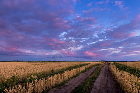 田野上闪耀着年轻的黄金小麦或满天云彩的黑麦紫色生长晴天草地天空农场场地栅栏收成种子图片