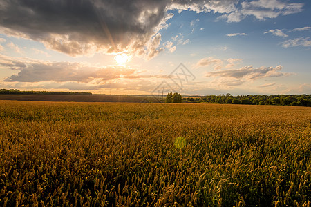 日落在田野上 有年轻的黄金小麦或满天云彩的黑麦栅栏谷物种子阳光农场场景农业季节天空光束图片