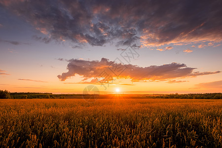 日落在田野上 有年轻的黄金小麦或满天云彩的黑麦国家谷物场景地平线天空季节收成食物植物阳光图片
