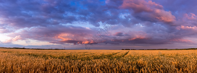 田野上闪耀着年轻的黄金小麦或满天云彩的黑麦场地栅栏食物农业国家植物季节种子谷物天空图片