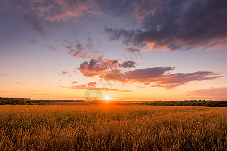 日落在田野上 有年轻的黄金小麦或满天云彩的黑麦季节收成谷物草地国家晴天农业地平线场地生长图片