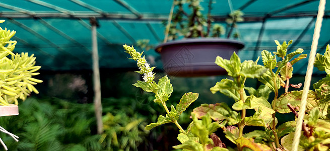 印度新德里苗圃中一根长矛植物的鲜花图片