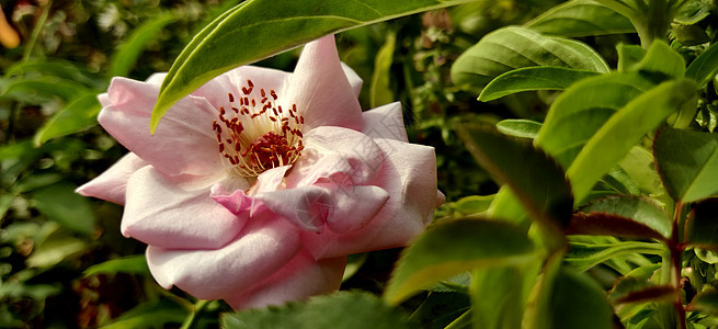 粉红色的卡美莉亚花朵在叶子中开花图片
