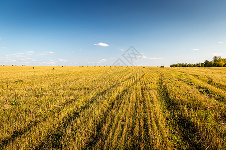 卷寿司秋天的景象和田野上的干草堆 在秋天 天空阴云干草蓝色粮食植物农场日落阳光收获地平线草地背景