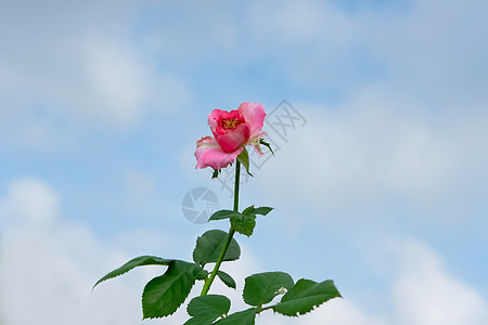 粉红色的玫瑰花与天空背景图片