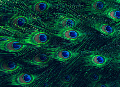 孔雀羽毛绿点模式蓝背景图片
