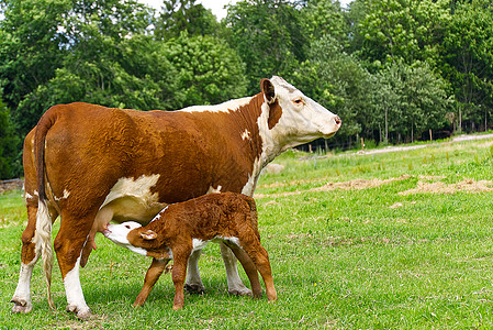 奶牛和新生小牛在草原绿草地上吃着牛肉婴儿新生活农田农场奶制品农村家畜母亲国家图片