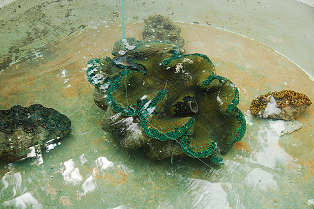 巨蛤上水族馆的火山群 海洋苗圃和海滩生物旅游旅行蛤蜊图片