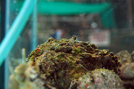 巨蛤上水族馆的火山群 海洋苗圃和海滩旅行蛤蜊旅游生物图片