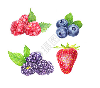 一组孤立在白色背景上的野生浆果 蓝莓 黑莓 覆盆子和草莓 特写视图 手绘插图 水彩插图 逼真的植物艺术甜点食物水果小吃蓝色绘画宏图片