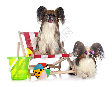 演播室里养狗的papillon狗躺椅女性长发海滩夫妻男性耳朵工作室假期玩具图片