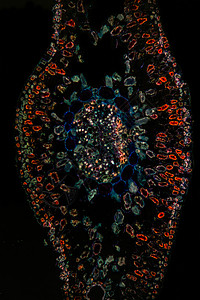 松针横跨第100节组织针叶树植物学辉光红色显微术暗场细胞黑色宏观图片