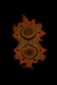 黑暗田野中的叶罗花横截面 200x圆形科学花瓣红色组织宏观蓍草橙子组织学植物图片