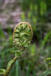 生长不足的鲜嫩小毛发土壤绿色植物绿色森林植物灌木丛泡沫蕨类图片