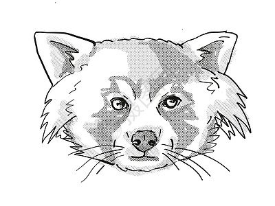 Red Panda 濒危野生生物漫画回顾绘图图片