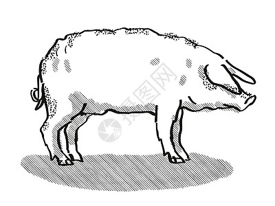 猪小胖卡通形象配图Mangalitza 猪养殖卡通回溯光绘图背景