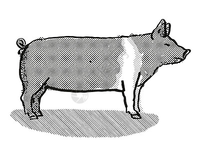 Hampshire 猪养殖图片