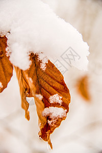 蜜叶上的雪帽白色季节薄片棕色叶子雪花季节性植物山毛榉图片