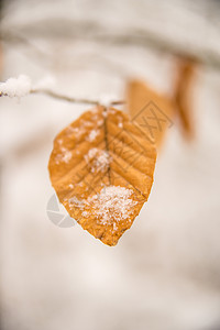 蜜叶上的雪帽季节性白色叶子植物山毛榉季节雪花薄片图片