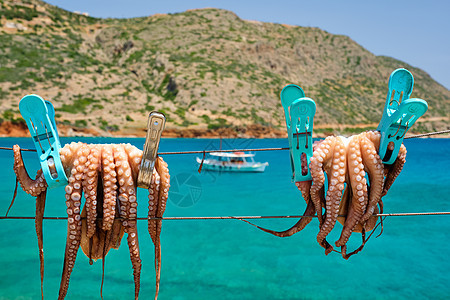 新鲜章鱼在绳子上晒干 背景是绿松石爱琴海 希腊克里特岛图片