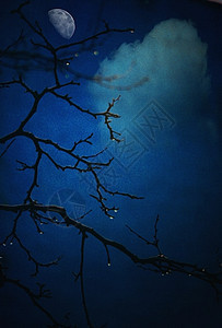 夜树月亮叶子阴影木头森林公园艺术城市植物天空图片