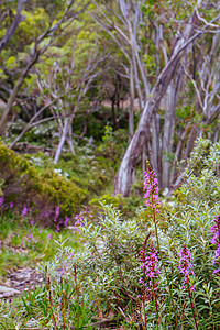 澳大利亚夏季漫步道叶子衬套冒险植被植物群假期太阳步道天空远足图片