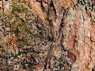 树皮粗糙的纹理 绿苔和地衣灰色公园棕色材料木材木头苔藓绿色林业森林图片