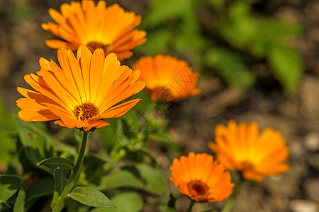 Calendula 药用植物康复皮肤软膏奶油疗法药品制药自然医疗图片