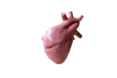 白色背景的人类心脏解剖模型Name医疗器官身体解剖学心室肌肉药品生活心脏病学科学图片
