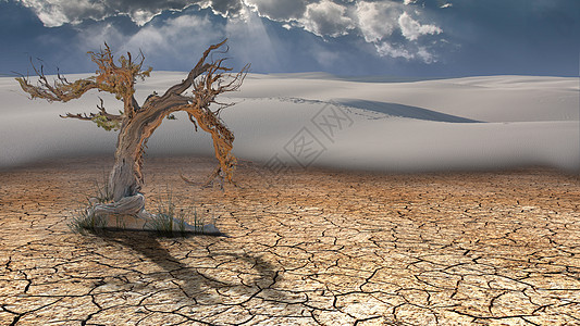 沙漠中的死树木头裂缝环境地球植物沙丘干旱蓝色荒野晴天图片