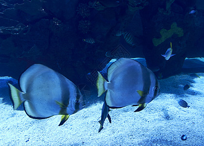 金鳍鱼在海中游泳水族馆呼吸管动物团体栖息地科学环境场景荒野热带图片