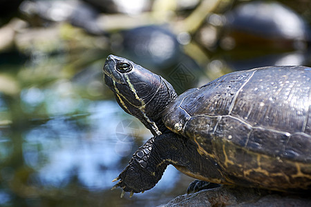 小乌龟食用植物旅行甲壳饮食蔬菜野生动物乌龟动物园旅游动物沙拉图片