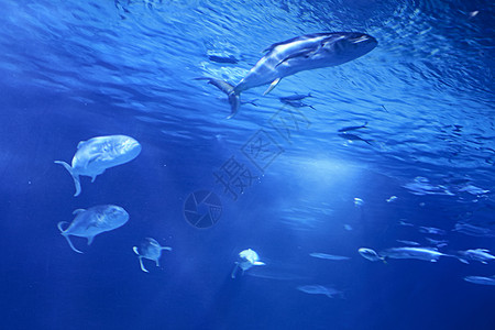 金鳍鱼在海中游泳科学钓鱼阳光浮潜环境场景潜水呼吸管热带旅行图片