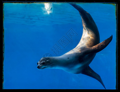 巴塞罗那西班牙动物园的海狮图片