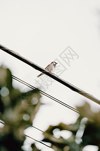 一只雀鸟在一条白色背景的电线上图片