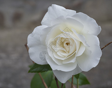 紧贴着一朵白玫瑰花花花瓣 bokoh背景图片