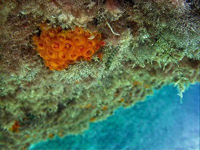 橙太阳珊瑚杯子息肉海洋珊瑚橙色橙子太阳宏观背景图片
