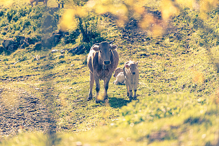 母牛在领域安藤 比利牛群的卡尼洛乡下 日晒中的奶牛场景旅游扎营哺乳动物滑雪爬坡岩石山脉闲暇旅行背景