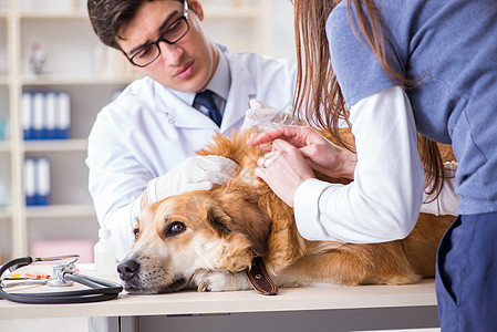 宠物医疗医生和助理医生在兽医室检查金色的猎犬讨论蜱虫女士卫生实验室助手咨询男人专家疾病背景