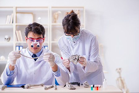 在实验室研究人体骨架的教授遗迹大学古生物学女士男人颅骨学习科学研究员骨科图片