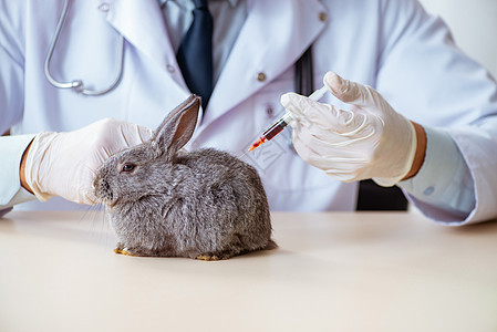 在其诊所检查兔子的韦特医生药品注射动物疾病野兔桌子保健医院病人注射器图片