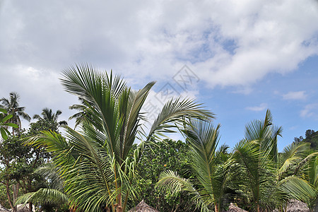 热带天堂伊兰岛海滩上美丽的棕榈树蓝色假期晴天树木宏观太阳天空情调手掌棕榈图片