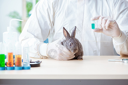 在其诊所检查兔子的韦特医生药品从业者职业桌子动物耳朵宠物卫生疾病实验室图片
