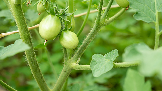 蔬菜园树上绿色泰国茄子 以前用于种植生活园艺营养生长菜园美食烹饪饮食农场植物图片