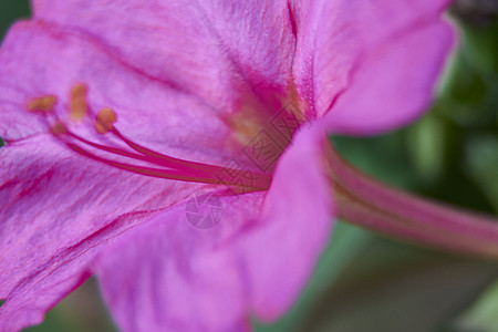 田里的小紫罗兰花农田红花海报叶子季节香味花瓣兰花香料芳香图片