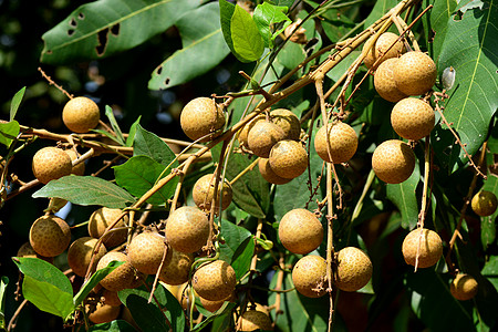 Longan果树     近距离中学情调水果农业叶子热带团体花园食物营养甜点图片