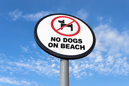沙滩牌上没有狗蓝色海洋海滩宠物旅行天空公园假期动物注意力图片
