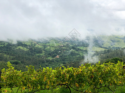 暴雨季节的山上庄园 在多云的大雨季节收成旅游植物树木葡萄园天空生产藤蔓酿酒师酒厂图片