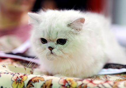 展品展出时的献血猫眼睛红色宠物白色工具小猫动物展示猫科成套图片